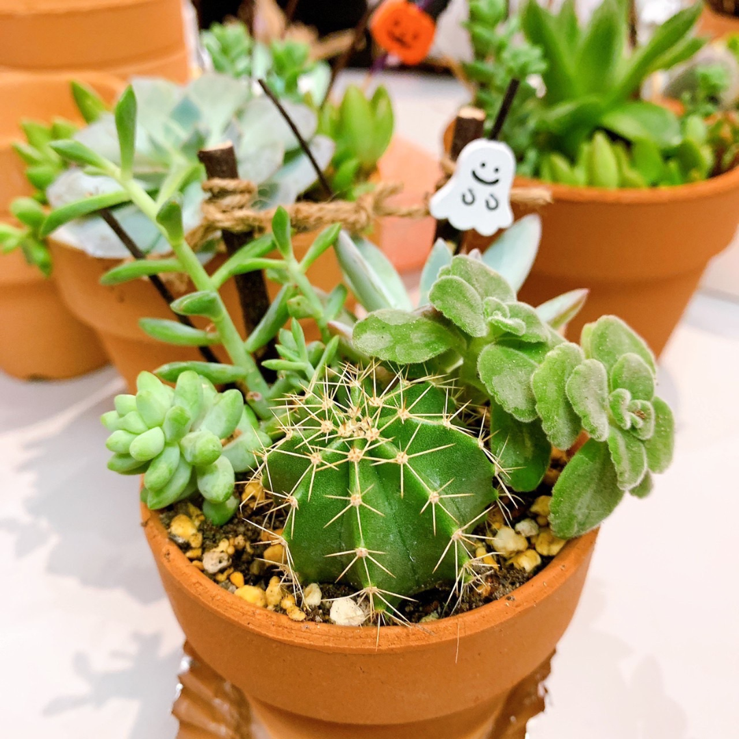 限定！多肉植物寄せ植え体験 -